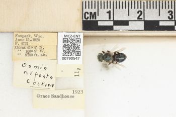 Media type: image;   Entomology 790547 Aspect: Labels